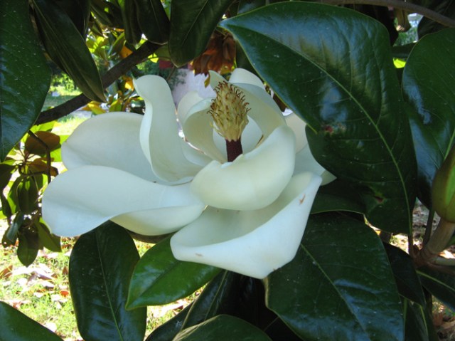 © Renate Egger. Herbarium Magnolia. Installation. Artfarm Pilastro. Pilastro di Bonavigo, Verona, Italy, 2005