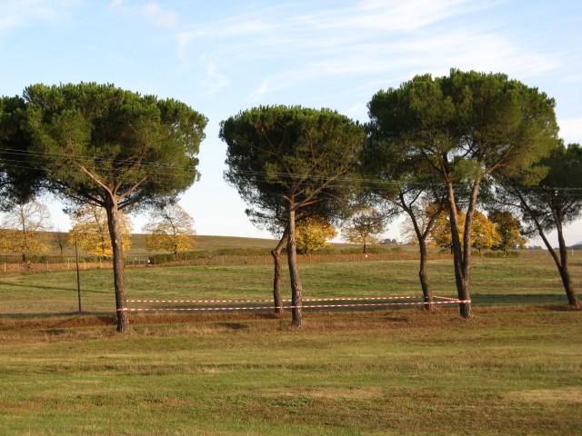 © Renate Egger. Paradies/Paradise/Paradiso. Pinien, Absperrband/Stone-pines, barrier tape. Artist in Residence. Azienda Colonna. Cervinara, Paliano, Italy 2011