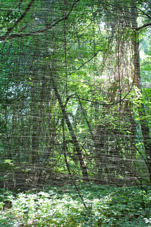 © Wilhelm Roseneder. Woodcut Nr. 1595, 2012. Fotografie/Photography