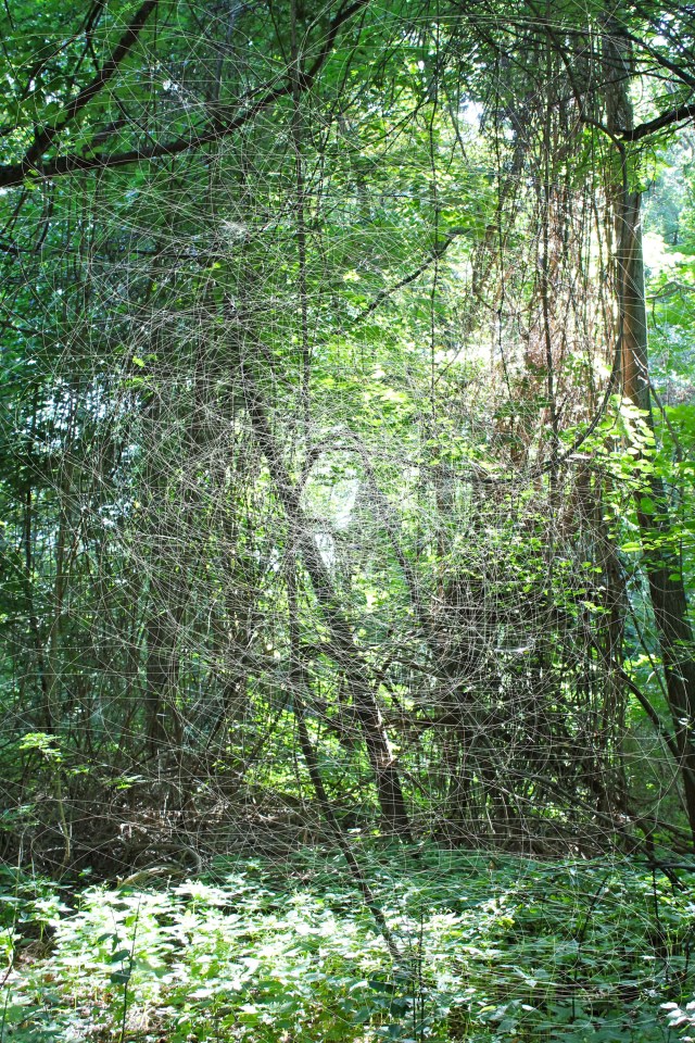 © Wilhelm Roseneder. Woodcut Nr. 1596, 2012. Fotografie/Photography