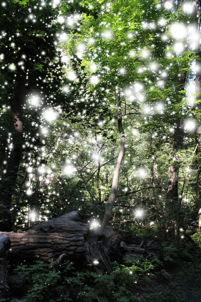 © Wilhelm Roseneder. Light Nr 15891, 2012. Fotografie/Photography