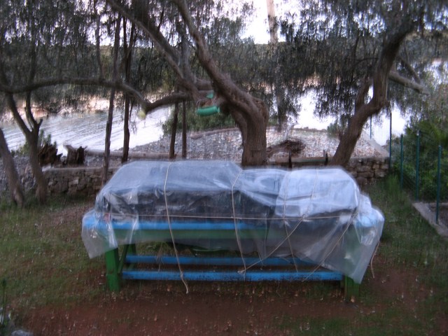 © Renate Egger. Olivenernte/Olives harvest. Losijn /Croatia