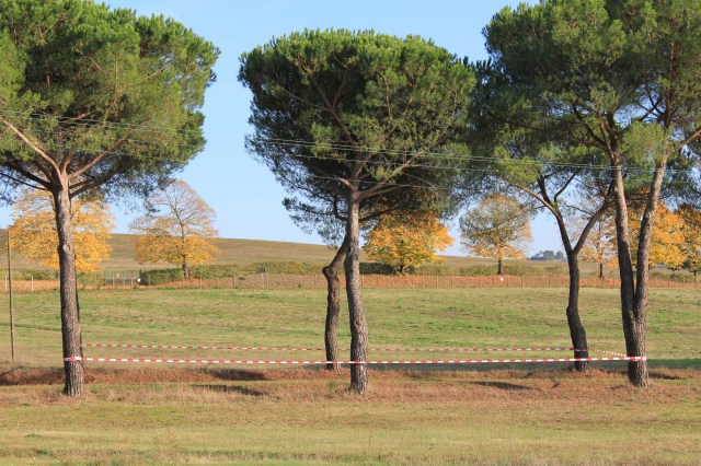 © Renate Egger. Paradies/Paradise/Paradiso. Pinien, Absperrband/Stone-pines, barrier tape. Artist in Residence. Azienda Colonna. Cervinara, Paliano, Italy 2011