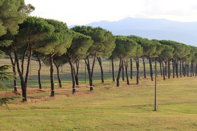 © Renate Egger. Paradies/Paradise/Paradiso. Pinien, Absperrband/Stone-pines, barrier tape. Artist in Residence. Azienda Colonna. Cervinara, Paliano, Italy 2011