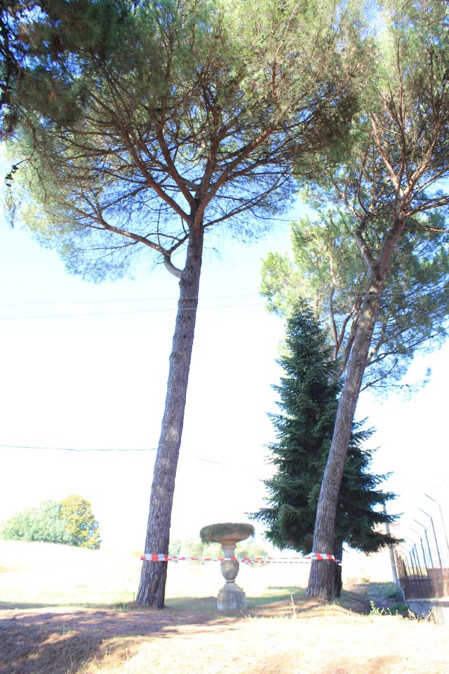 © Renate Egger. Paradies/Paradise/Paradiso. Pinien, Absperrband, /Stone-pines, barrier tape. Artist in Residence. Azienda Colonna. Cervinara, Paliano, Italy 2011