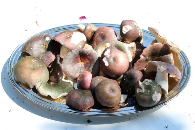 © Renate Egger. Frauentäubling/Charcoal Burner/Russula cyanoxantha, 2015